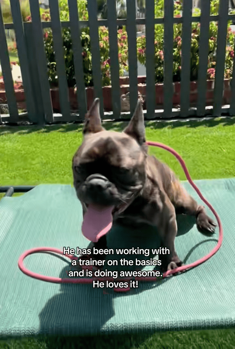 Hendrix - 248 Days Later, This Good Boy Is Still Waiting for His Forever